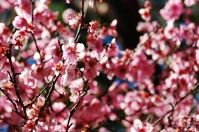 悉尼Auburn樱花节开幕 本周末将迎最美花潮