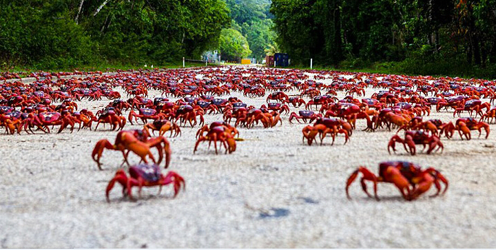 【生活】澳洲红蟹大迁徙 数量惊人场面震撼