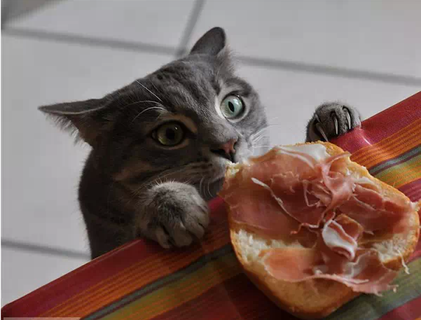 【萌宠】猫咪们偷吃食物被抓个正着的逗比瞬间