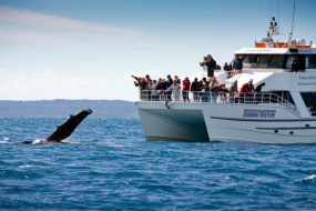 【观鲸季】它们来了，这周起澳洲观鲸季节正式开始！初冬观鲸最佳地点详介！