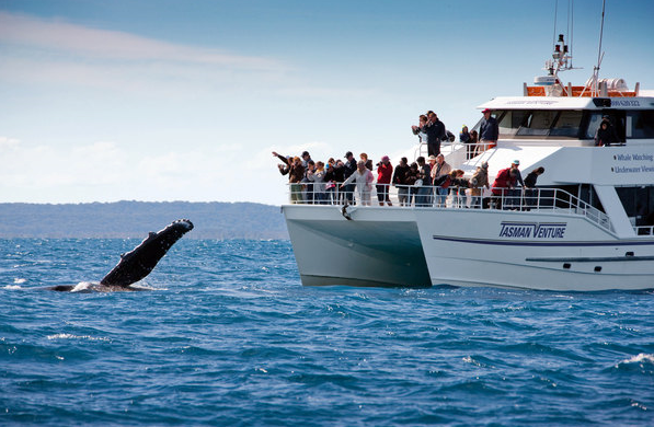【观鲸季】它们来了，这周起澳洲观鲸季节正式开始！初冬观鲸最佳地点详介！