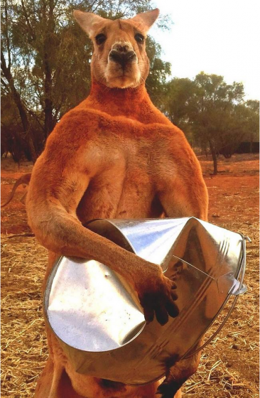 【袋鼠】澳洲最强壮袋鼠——身高1米6&完美身材，捏瘪铁桶So Easy！但他的最爱竟然是……