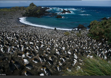 【景象】太壮观，400万企鹅大军“攻占”澳洲小岛 是为何？