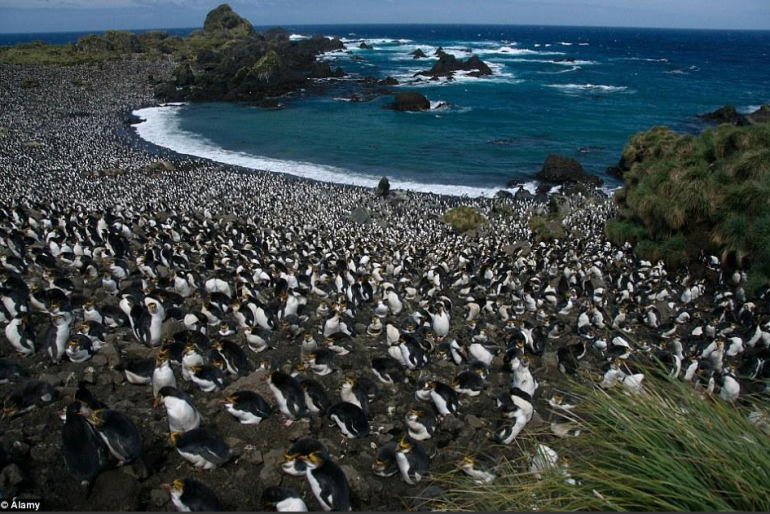 【景象】太壮观，400万企鹅大军“攻占”澳洲小岛 是为何？