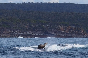 【摄影】澳洲大胆海豹坐鲸鱼背上“冲浪”