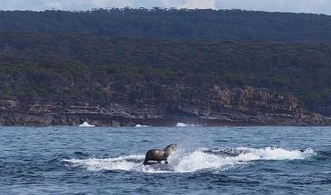 【摄影】澳洲大胆海豹坐鲸鱼背上“冲浪”