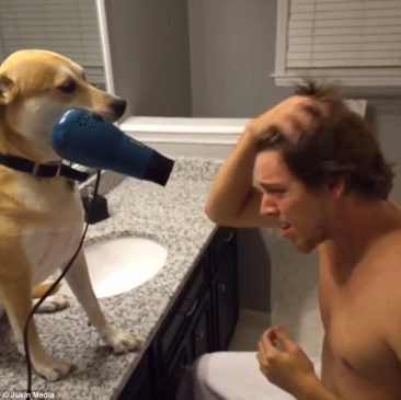 【萌宠】这只狗成精了！不但能叫主人起床，还能帮他吹头发、拿厕纸……