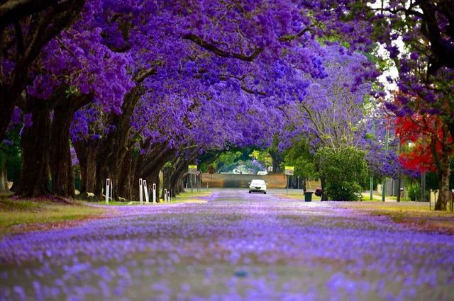【旅游】悉尼Top5欣赏蓝花楹好地点 邂逅紫色浪漫