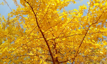 【故都的秋】几张图告诉你，北京的秋天到底有多美