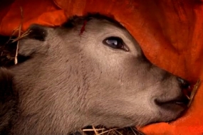 【震惊】这个偷拍新西兰奶牛的纪录片彻底震惊了世界….