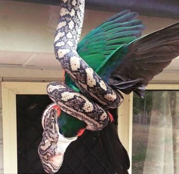 【实拍】澳洲巨蟒活吞国王鹦鹉，屋主都吓尿了……