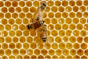 澳洲蜂蜜污染全球最严重，还会致癌？！