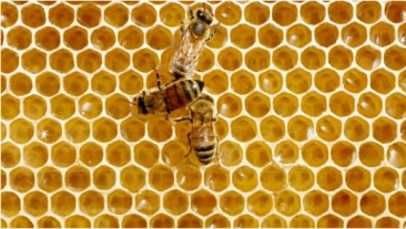 澳洲蜂蜜污染全球最严重，还会致癌？！