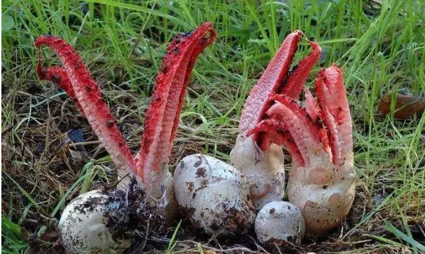 奇葩|澳洲最魔性特产“恶魔手指”蘑菇！它从蛋里孵出来，张开的瞬间犹如恶魔出土…