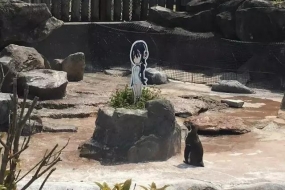 你一定不知道这只日本明星企鹅会爱上谁！