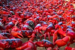 海岸都被染红了！这个只在澳洲发生的奇观，引得网友连连高呼“我要香辣味儿的”！