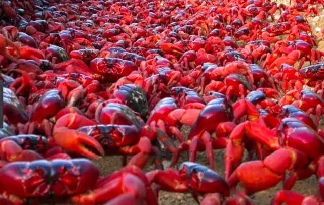 海岸都被染红了！这个只在澳洲发生的奇观，引得网友连连高呼“我要香辣味儿的”！