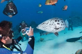 为什么说去凯恩斯和大堡礁旅行“水太深”?